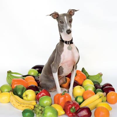 Excellent Italian Greyhound - Front Cover