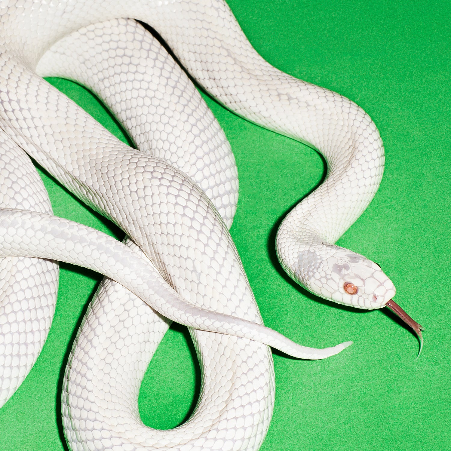 PRIVATE MUSIC - Front Cover