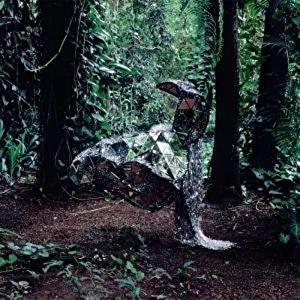 Donkey - Front Cover