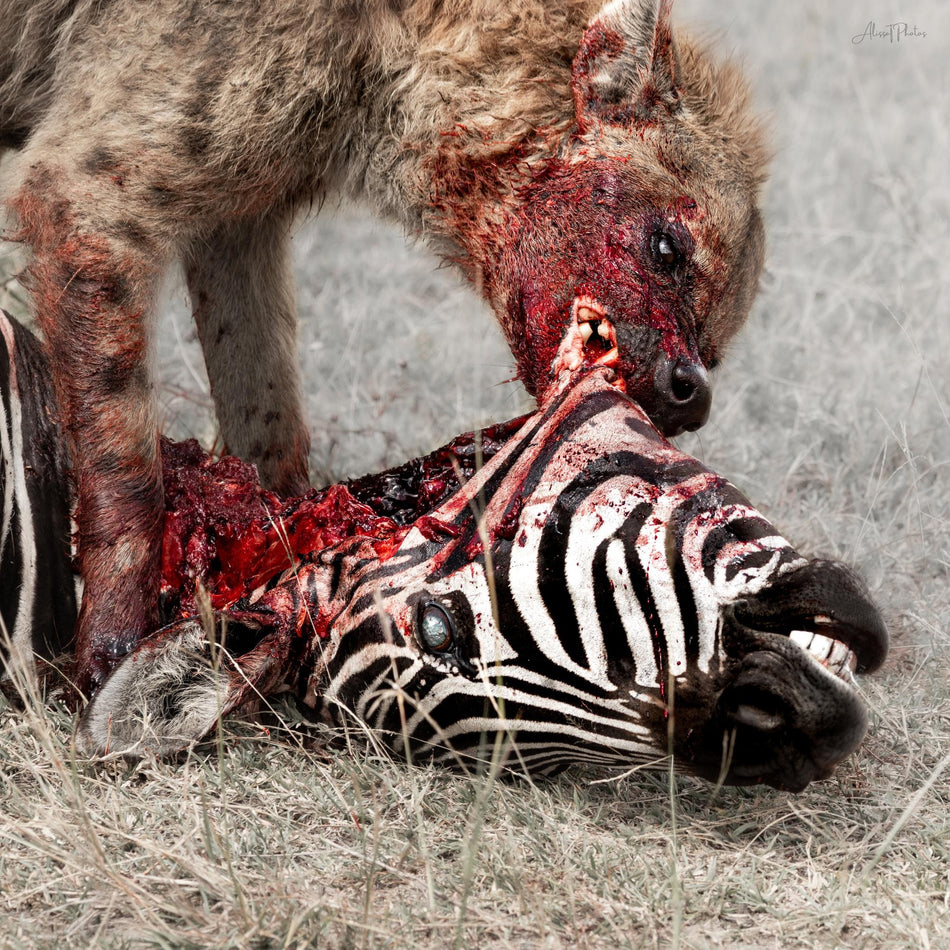Predation Perfected - Front Cover