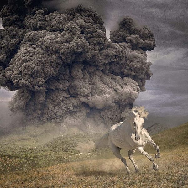 Year Of The Dark Horse - Front Cover