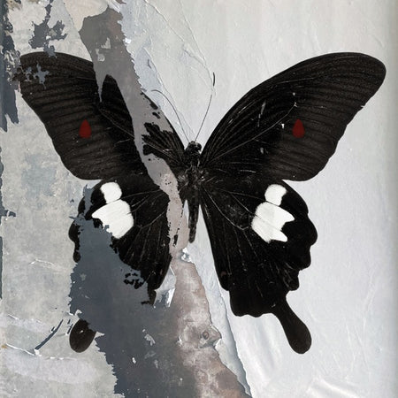 PARADISE NOW - VINYLE TRANSPARENT MOUCHETÉ NOIR ET BLANC - Front Cover