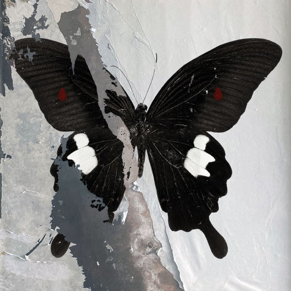 PARADISE NOW - VINYLE TRANSPARENT MOUCHETÉ NOIR ET BLANC - Front Cover