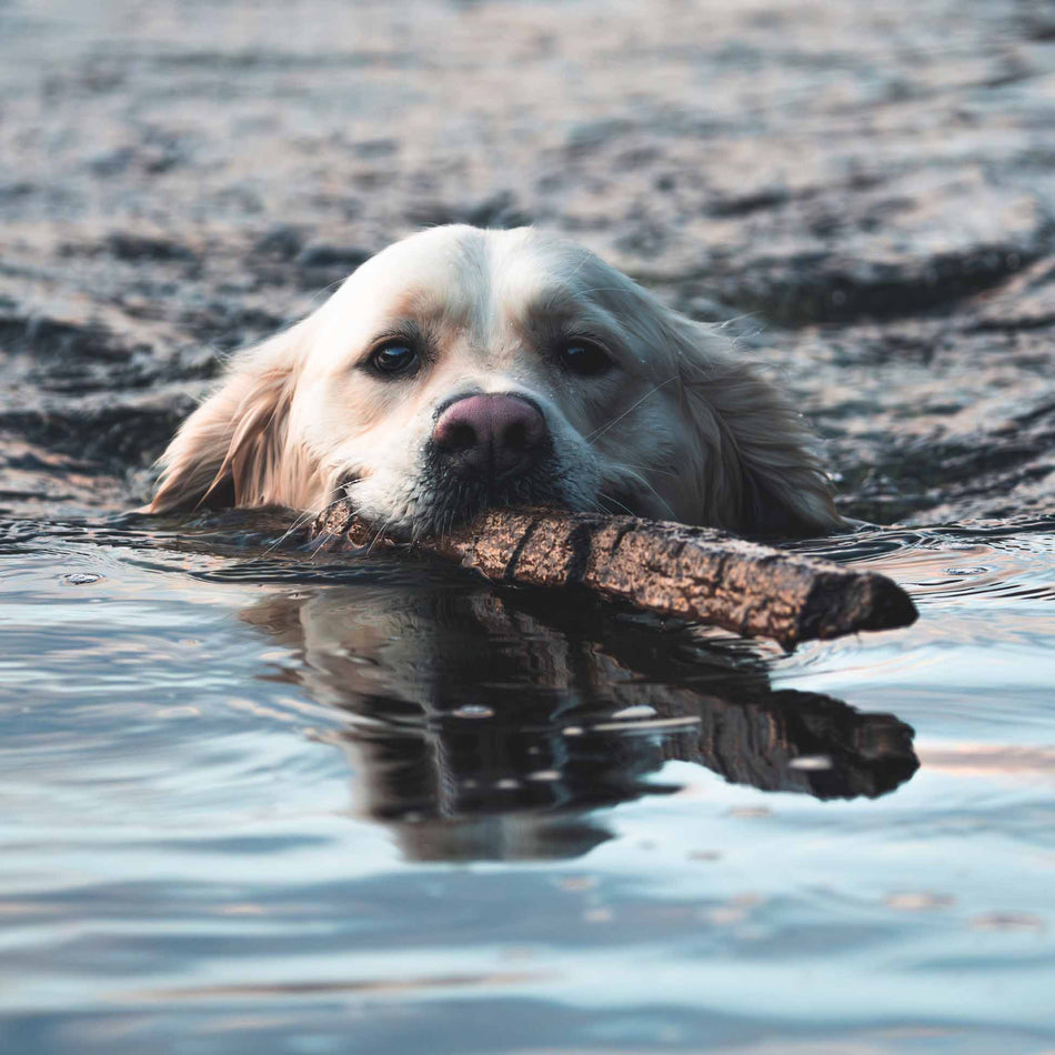The Chateau - Vinyle 180Gr Noir Et Crème - Front Cover