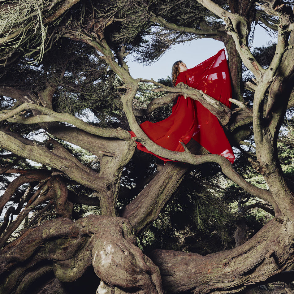 NESTED IN TANGLES - Front Cover