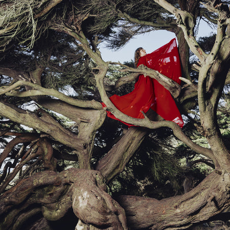 NESTED IN TANGLES - Front Cover