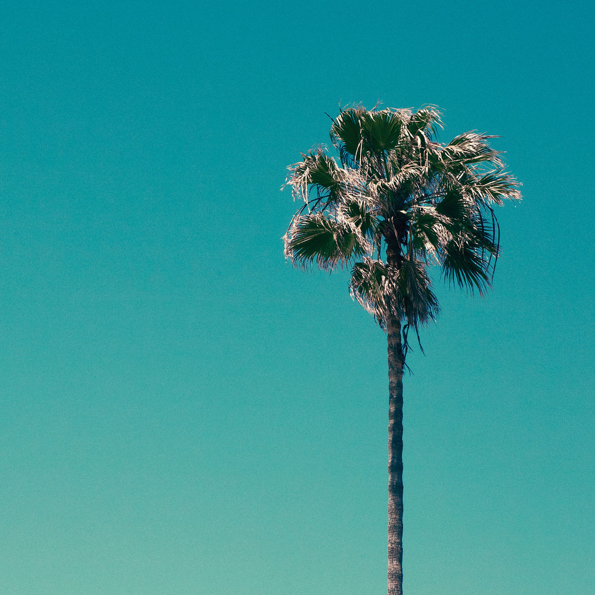 The Pool - Front Cover