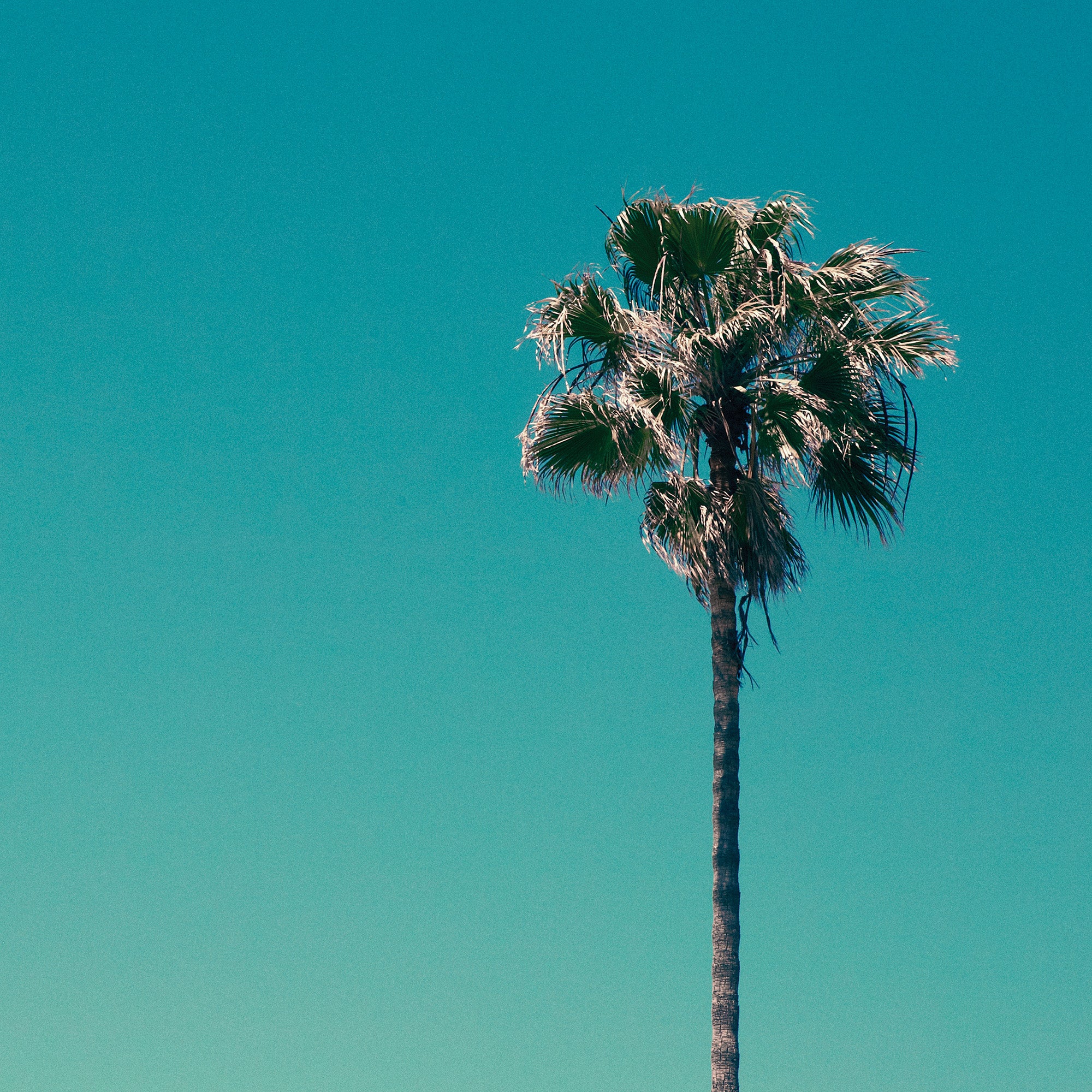 The Pool - Front Cover