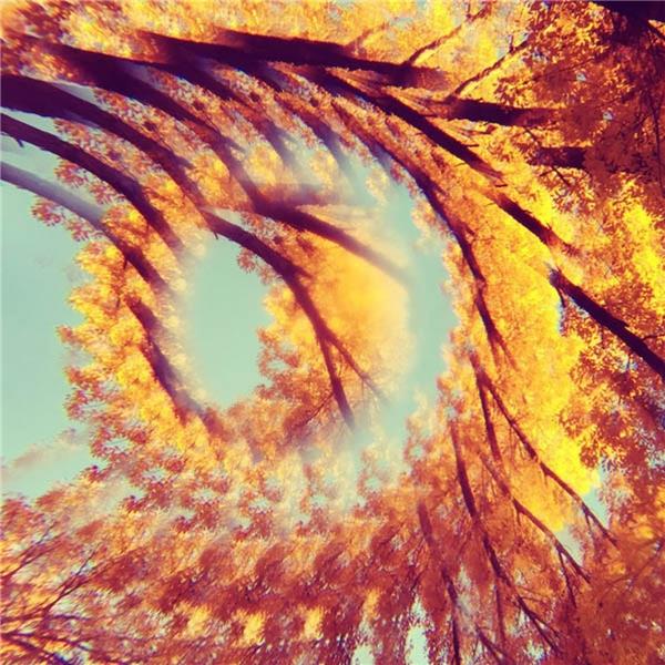 Forest Bathing - Front Cover