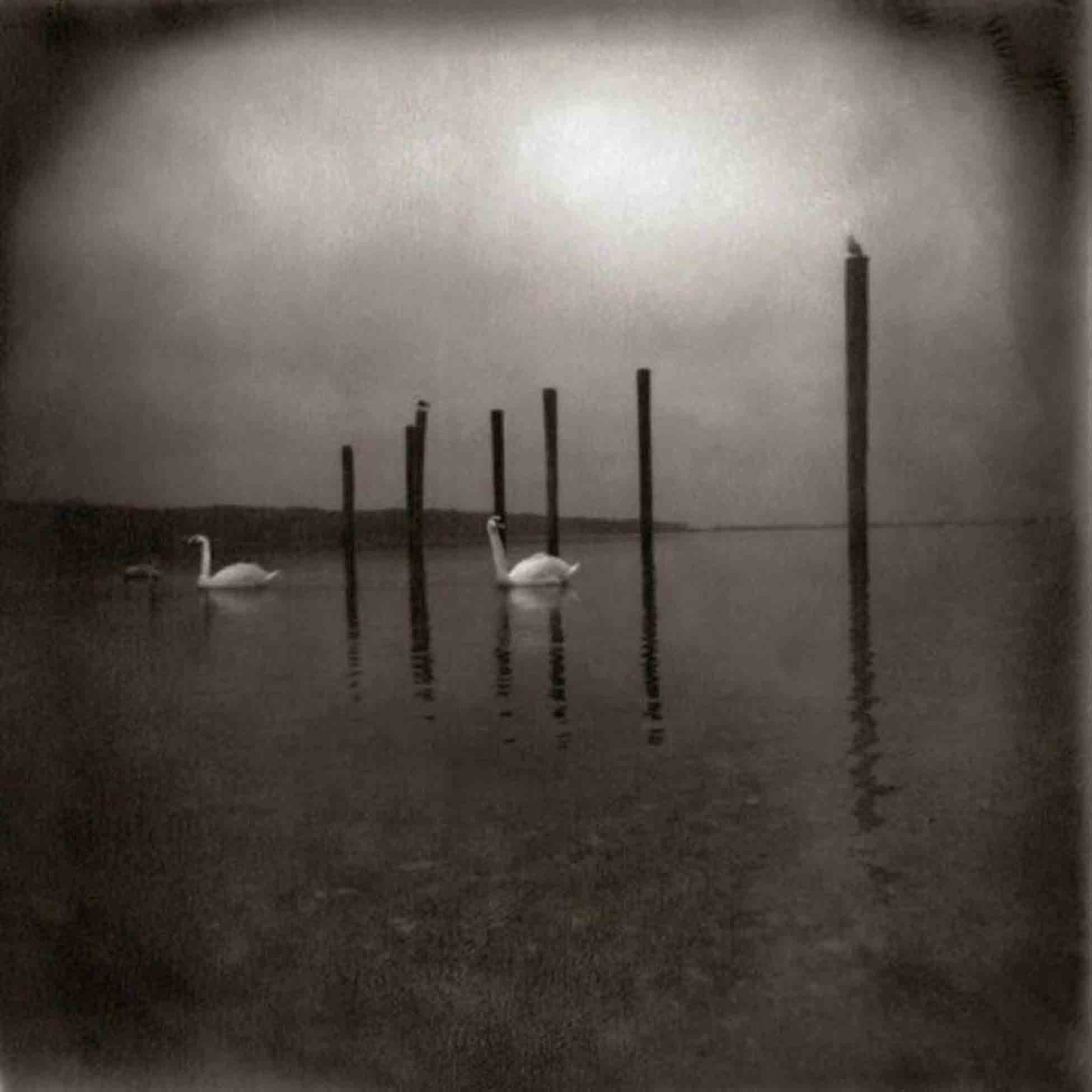 Conference Of The Birds - Front Cover