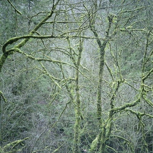 Dust and Chimes - Front Cover