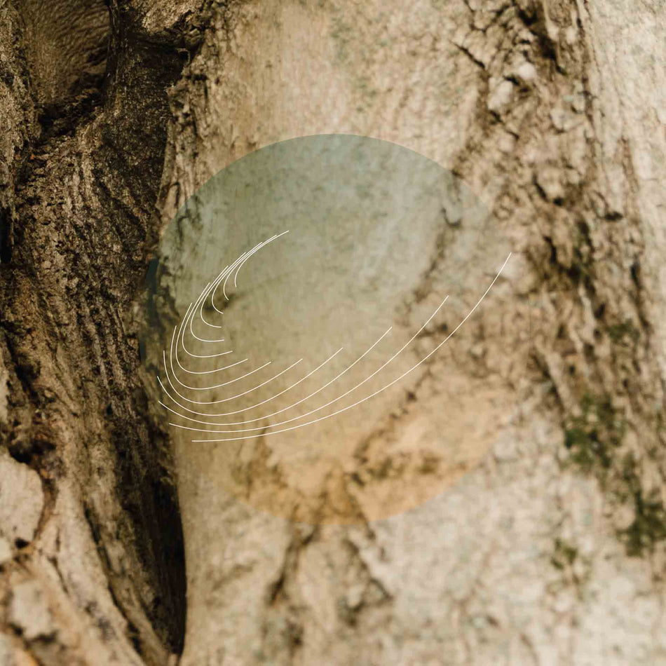 Maple, Ash, And Oaks: Cedars Instrumentals - Front Cover