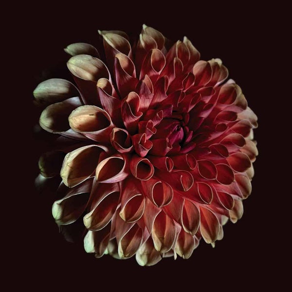 Unfolding - Front Cover