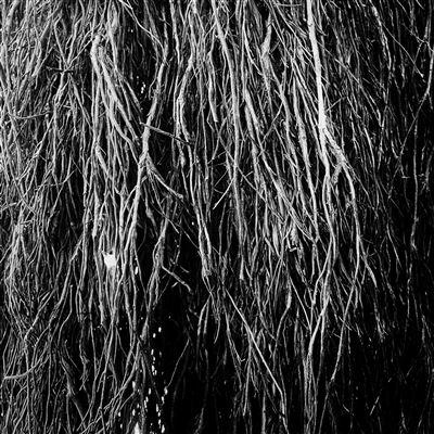 Nocturnal Rainforest - Front Cover