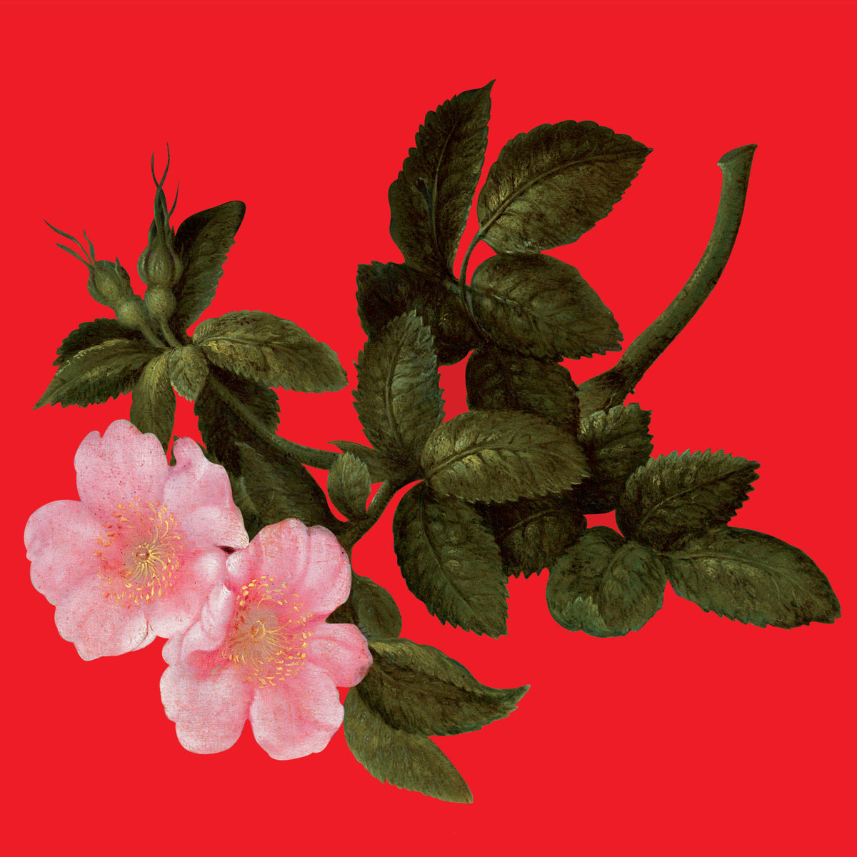 THE LYRICAL AGE - Front Cover