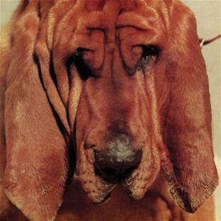 Goodbye Bread - Front Cover