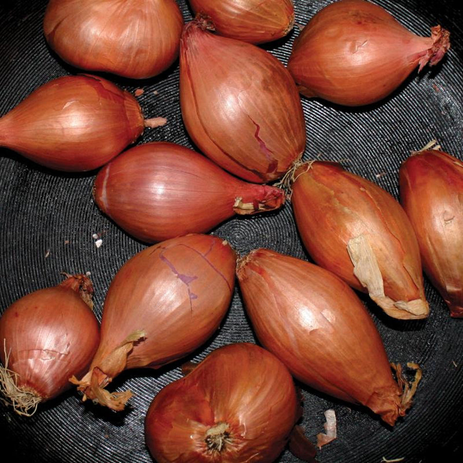 Fried Shallots - Front Cover