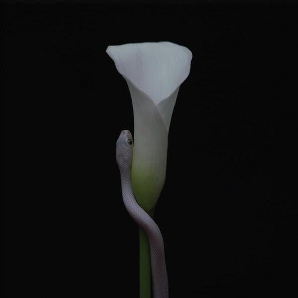 Parrhesia - Front Cover