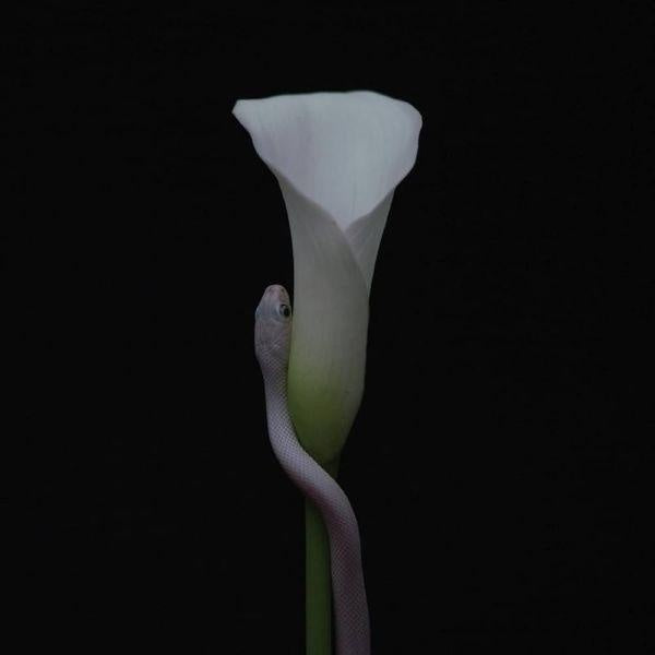 Parrhesia - Front Cover