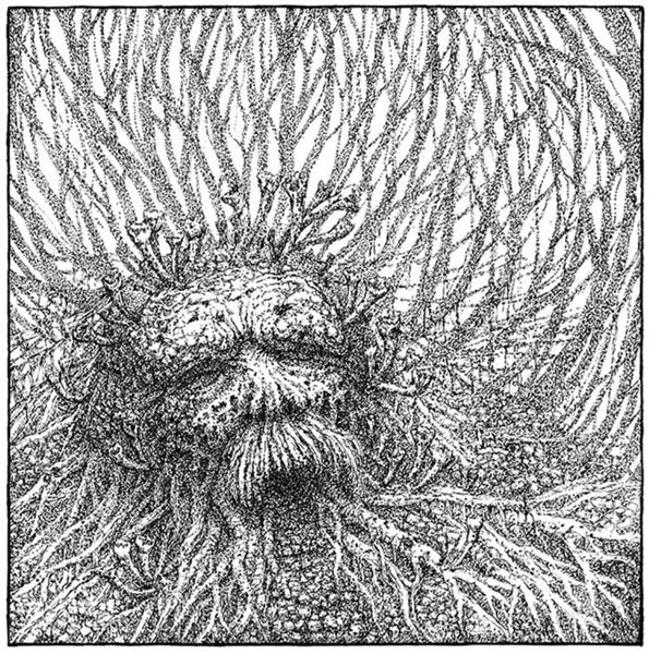 Nemorous - Front Cover