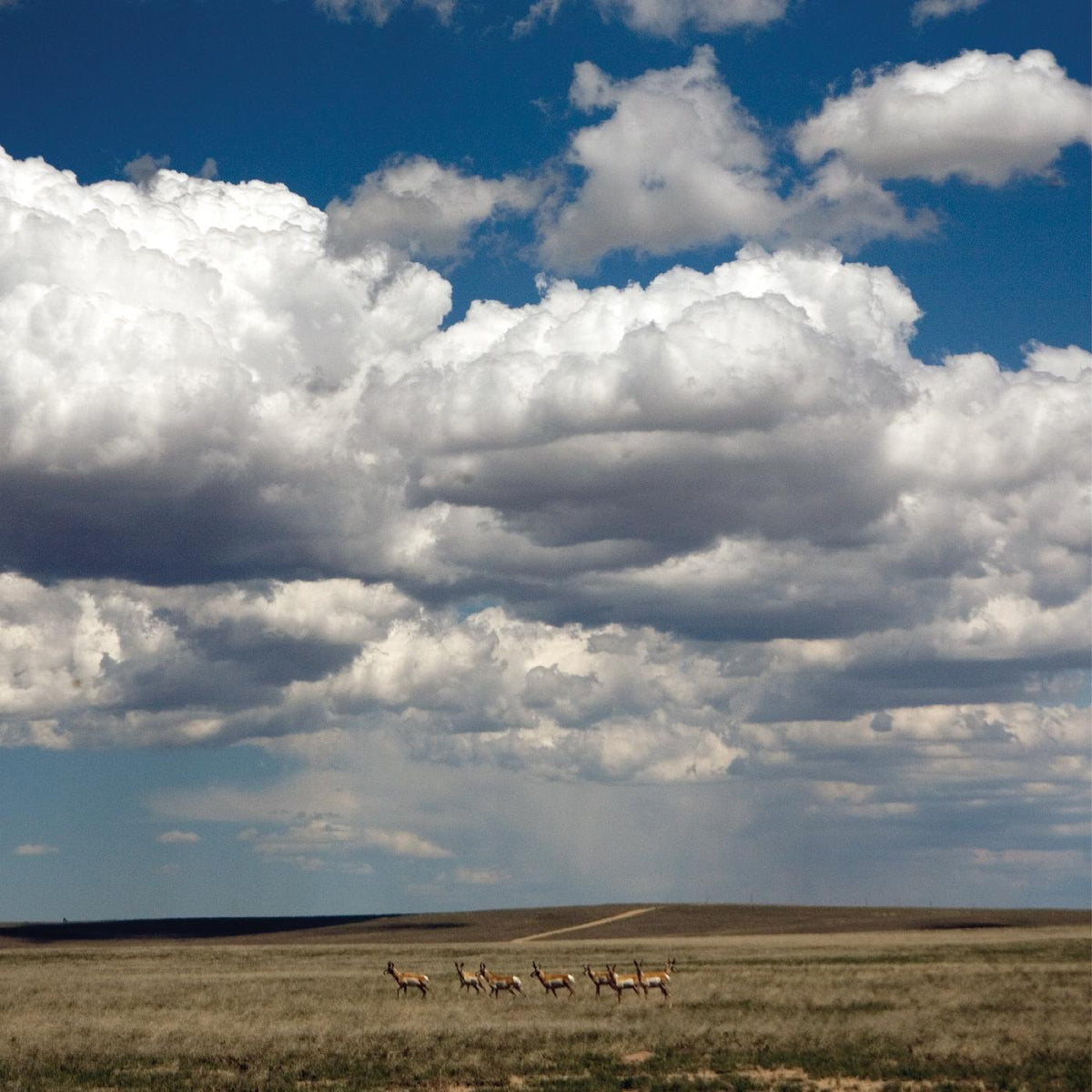 TRIPPER/VINYLE BLANC/INCLUS 1 MAXI 45T BLEU MARINE - Front Cover