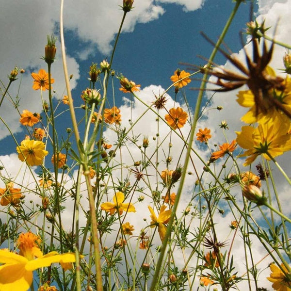 You Are Spring! - Front Cover