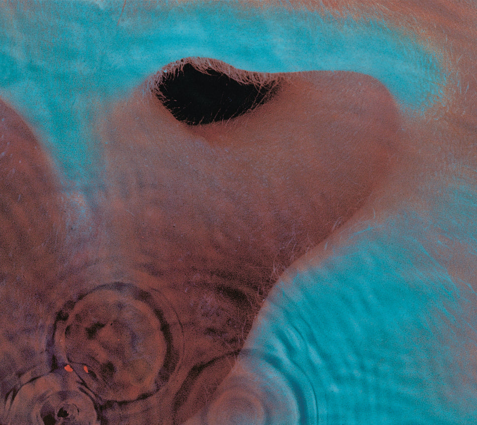 Meddle - Front Cover