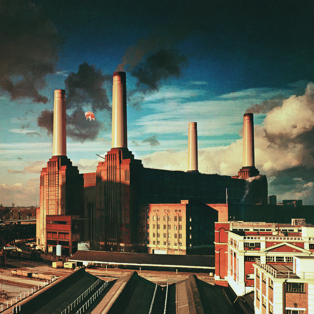 Animals - Front Cover