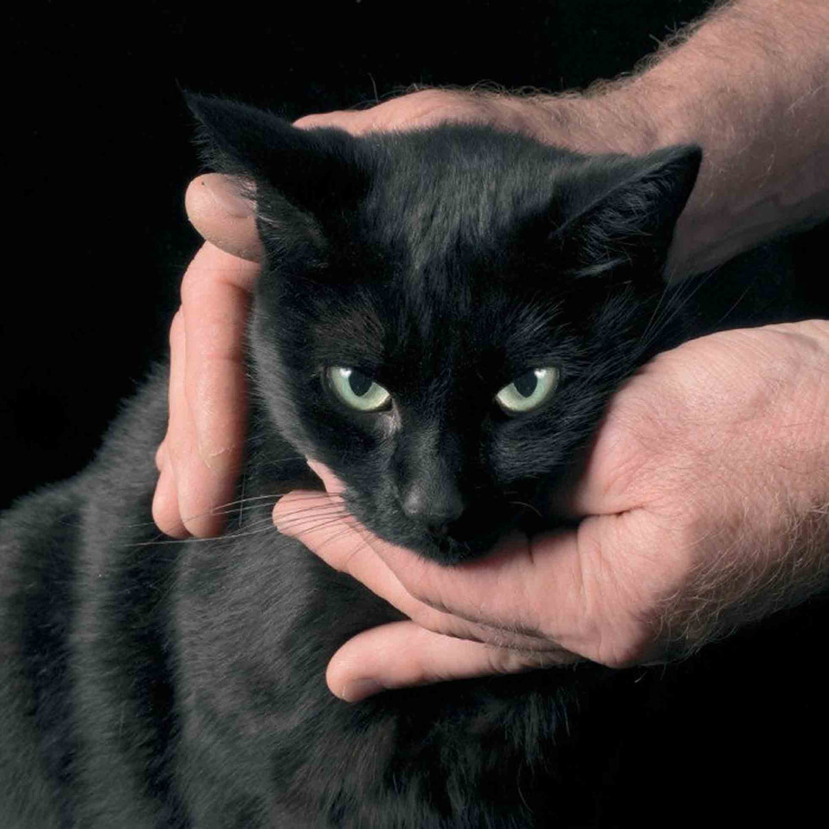 White Death, Black Heart - Front Cover