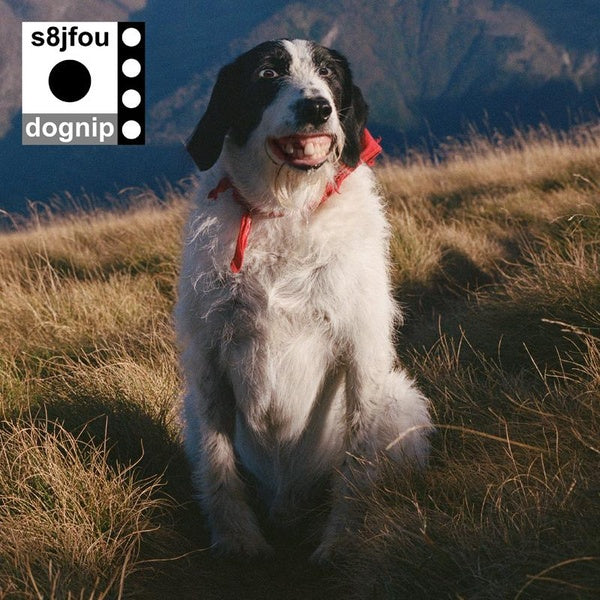 Dognip - Front Cover