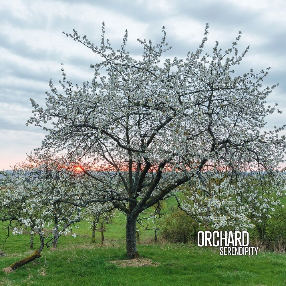 SERENDIPITY (double vinyl gatefold + carte MP3) - Front Cover