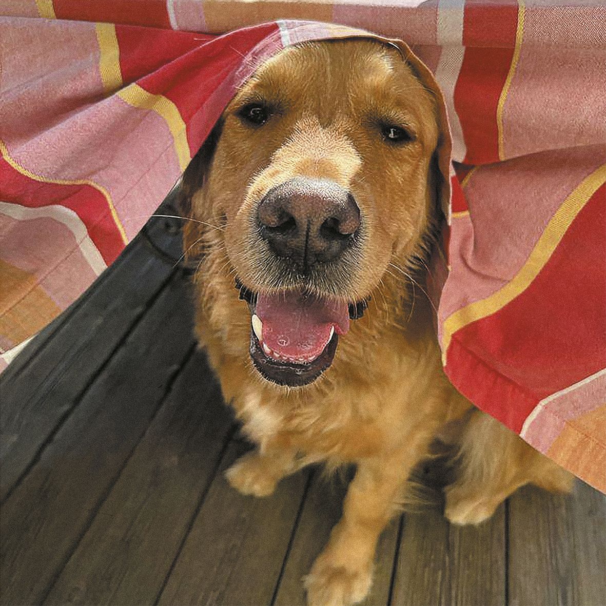 MOUCHE (vinyl) - Front Cover