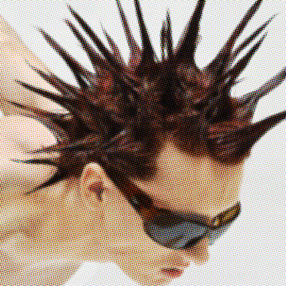 CAVIAR NORMAL SUPÉRIEUR - Front Cover