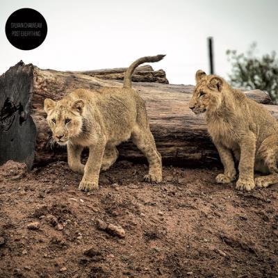 Post-Everything/Vinyle Orange Transparent - Front Cover