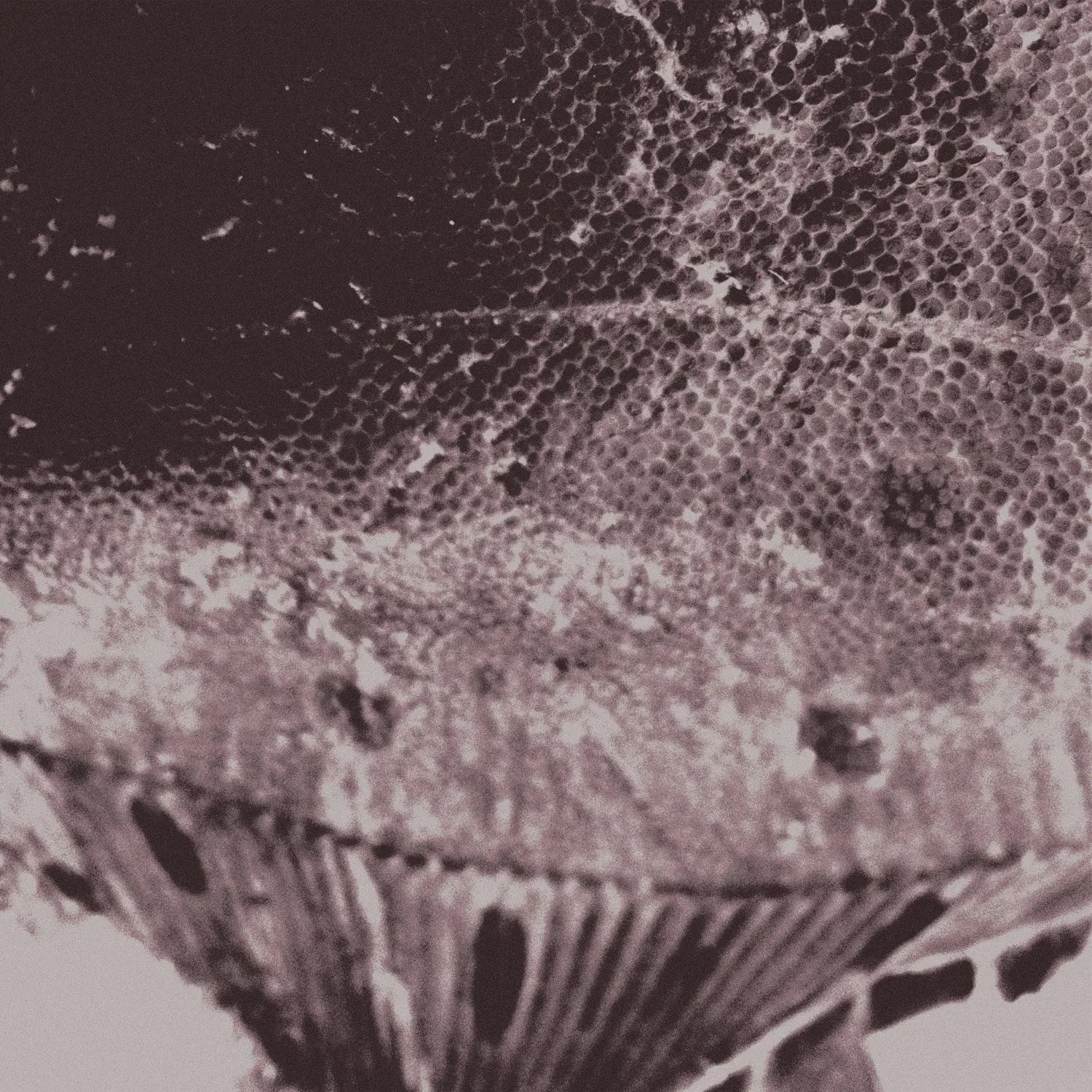 Flounder Maps - Front Cover