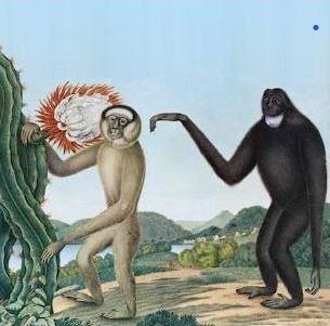 Primates - Front Cover