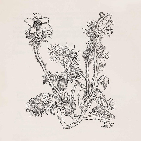 Fresques - Vinyle Blanc + Livret 12 Pages - Front Cover