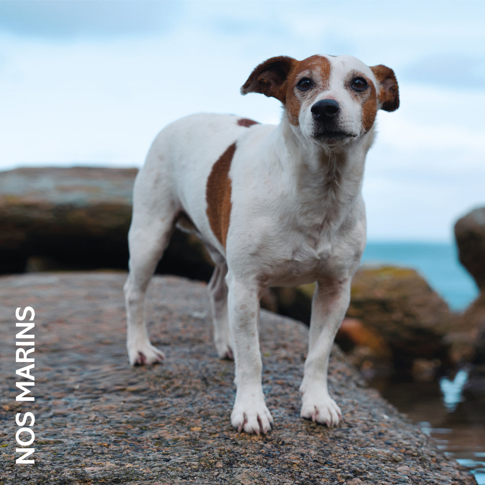 Nos marins - Front Cover