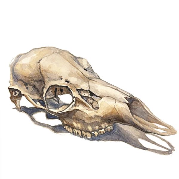 Not Still Here - Front Cover