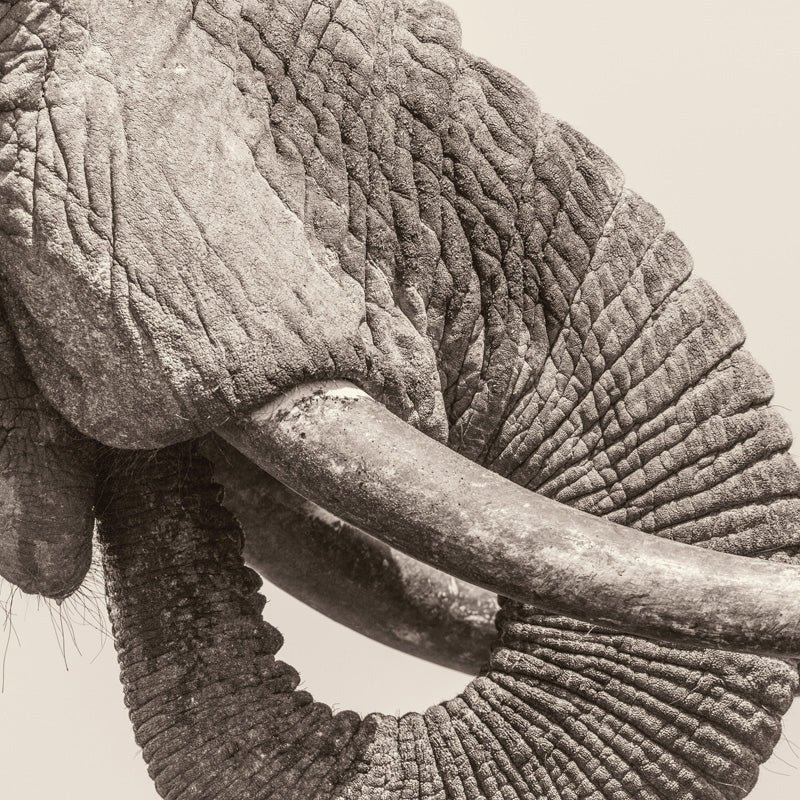 WORLD ELEPHANT DAY - Front Cover