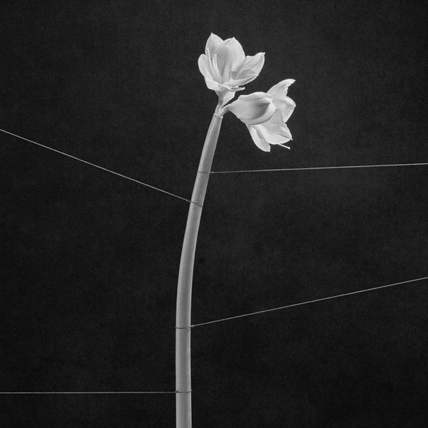 Dreamweaver - Front Cover