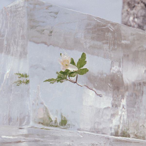 Windflowers - Front Cover