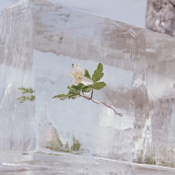 Windflowers - Front Cover