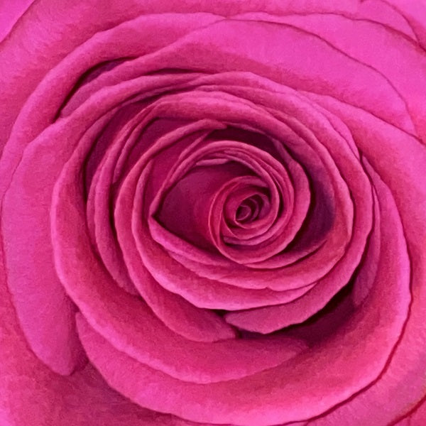 YELLOW IS THE FIELD - Front Cover