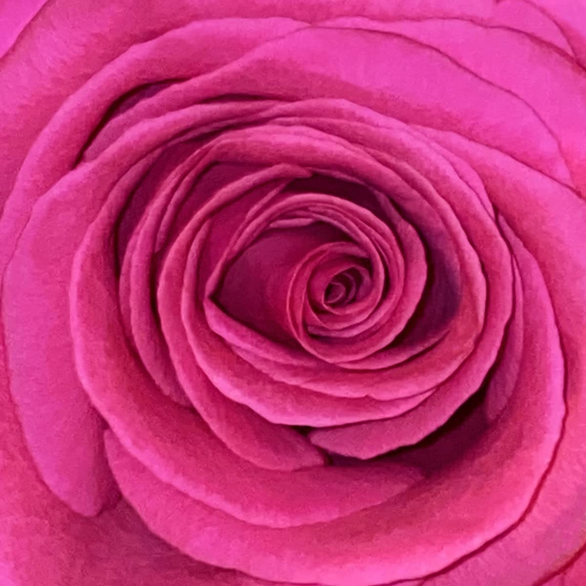 YELLOW IS THE FIELD/180 GR GATEFOLD SLEEVE - Front Cover