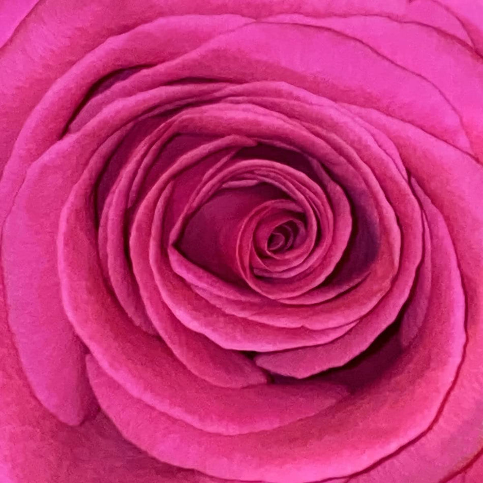 YELLOW IS THE FIELD/180 GR GATEFOLD SLEEVE - Front Cover