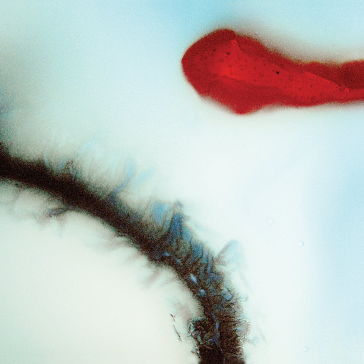 STUBBORN HEART - Front Cover