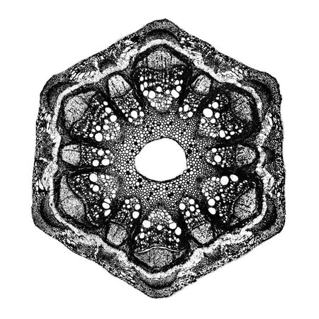 Wild Qualia - Front Cover