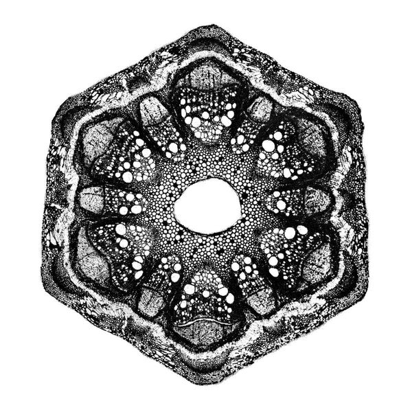 Wild Qualia - Front Cover