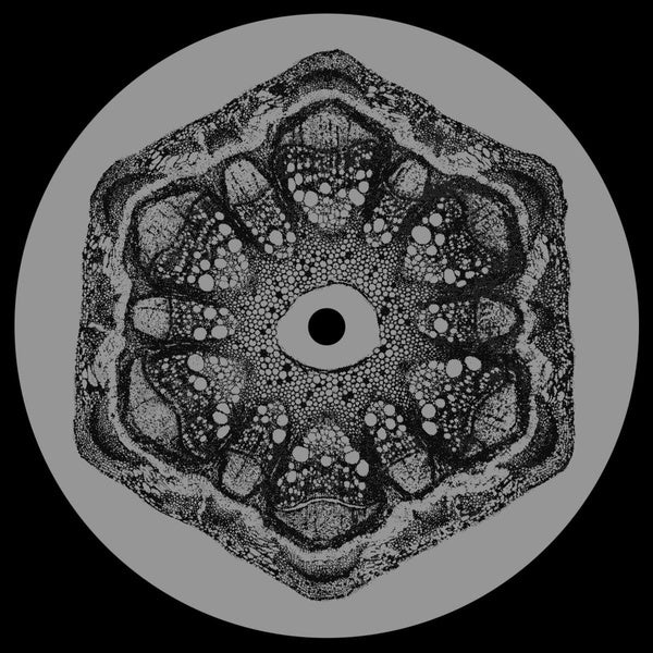 Wild Qualia - Front Cover